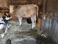 วัวตัวเมีย, Simmental cattle — รูปภาพ 2
