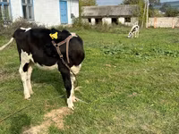 Kuh, Russian Black pied cattle — Foto 4