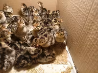 Turkeys — foto 1