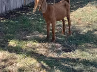 Kambing betina, Goats — foto 1
