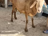Baran, Arashan sheep — zdjęcie 4