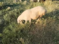 Ոչխարներ (խումբ, սեռը նշված չէ), Ոչխարներ — լուսանկար 2