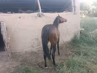 گھوڑا, Thoroughbred horse — تصویر 6