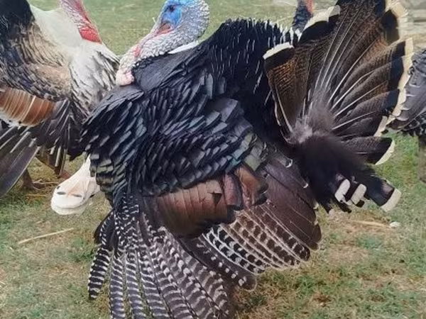 Turkeys