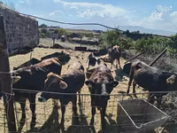 Vacă, Bovine — foto 2