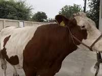 گاو ماده, Simmental cattle — عکس 2