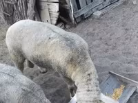 แกะตัวผู้, Ile-de-France sheep — รูปภาพ 5