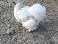 Dansk höna — foto 4