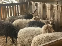 Montone, Racka sheep — foto 4
