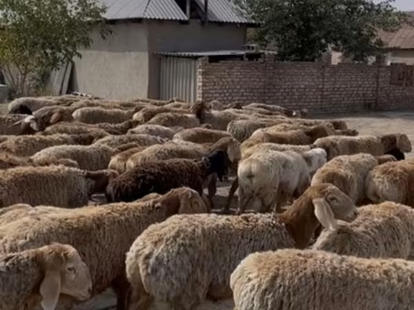 Baran, Rhon sheep