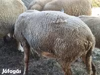 قوچ, Ile-de-France sheep — عکس 6
