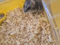 Cırtdan hamster qəfəsi ilə birgə - Növlə: cırtdan (dwarf) hamster — รูปภาพ 2