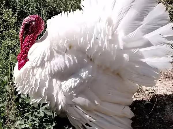 Turkeys