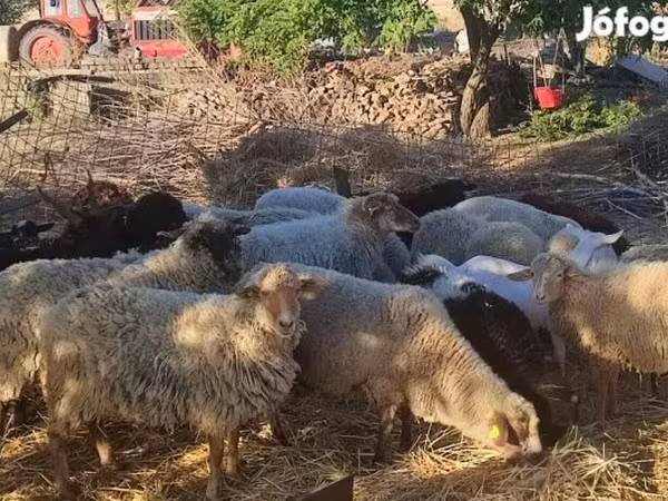 Owce (partia, płeć nieokreślona), Dorper sheep