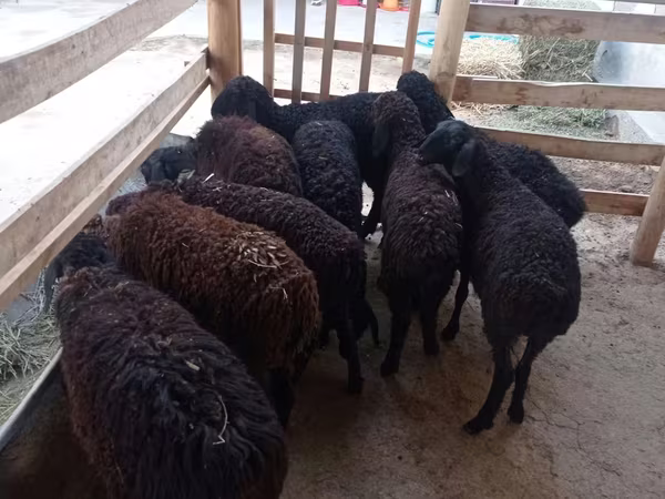 Sheep, Tajik sheep — Uzbekistan