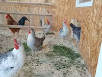 Chickens — Foto 6