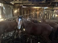 Konji (partija, pol nije naveden), Horse breed — fotografija 2