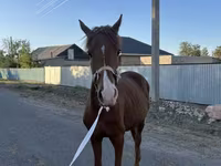 Kůň, Arabian horse — foto 4
