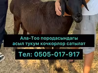 Beran, Hissar sheep — foto 1