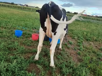 Lo’, Russian Black pied cattle — sawirka 3