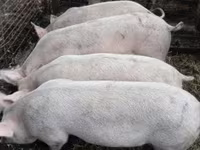 หมูป่าตัวผู้, Крупная белая — รูปภาพ 3