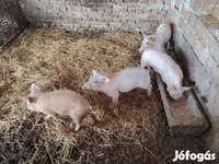 خوک (گروه، جنسیت مشخص نشده), خوک — عکس 3
