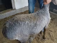 Baran, Hissar sheep — zdjęcie 2