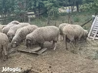 قوچ, Merino sheep — عکس 5