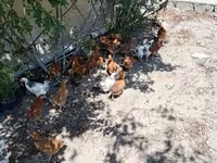Chickens — foto 7