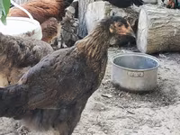 Chickens — फ़ोटो 4