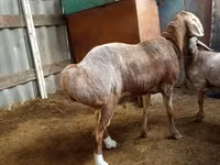 የጎትት አውራ በግ, Arashan sheep — ፎቶ 4