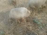 Domba betina, Sheep — foto 1