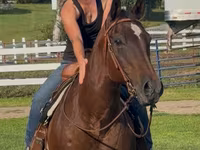 雌馬, Quarter Horse — 写真 3