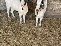 母山羊, Boer goat — 照片 3