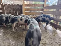 Säue, Schweine — Foto 5