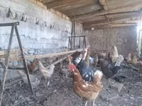 Chickens — foto 3