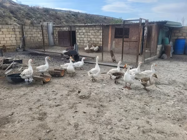 Geese