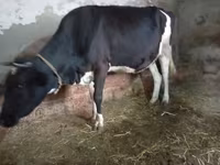 Կով, Russian Black pied cattle — լուսանկար 3
