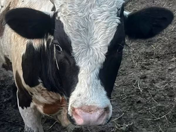 Bull, Cattle — Moldova
