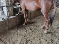 Faras, Horses — sawirka 6