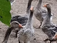 Geese — foto 3
