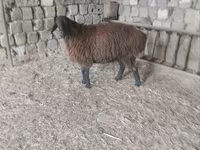Cừu (lô, chưa xác định giới tính), Hissar sheep — ảnh 2