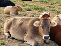 วัวตัวเมีย, Swiss cattle — รูปภาพ 2