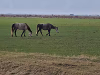 مادیان, اسب — عکس 2
