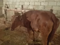 Krava, Simmental cattle — foto 6