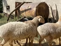Pecora, Pecore — foto 5