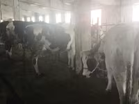 Mucca, Razza Holstein — foto 2
