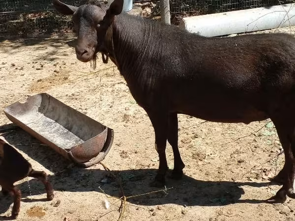 ছাগল, Murcia-Granada goats — মলডোভা