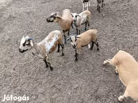 Dume la kondoo, Cameroon sheep — picha 5