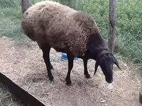 Carneiro, Hissar sheep — foto 3